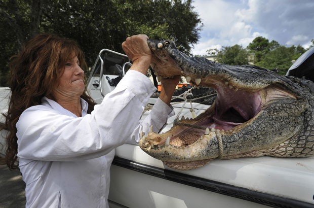 Louann Williams abre a boca do aligátor de 4,18 metros (Foto: Will Dickey/The Florida Times-Union/AP)