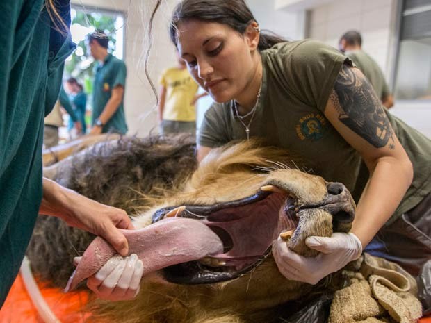Leão de oito anos é examinado por equipe do hospital veterinário de zoológico em Isarel (Foto: AFP PHOTO / JACK GUEZ)