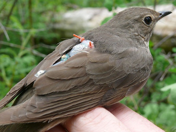 Localizador foi colocado nas costas dos pássaros como uma mochila (Foto: AP Photo/University of British Columbia via The Canadian Press)