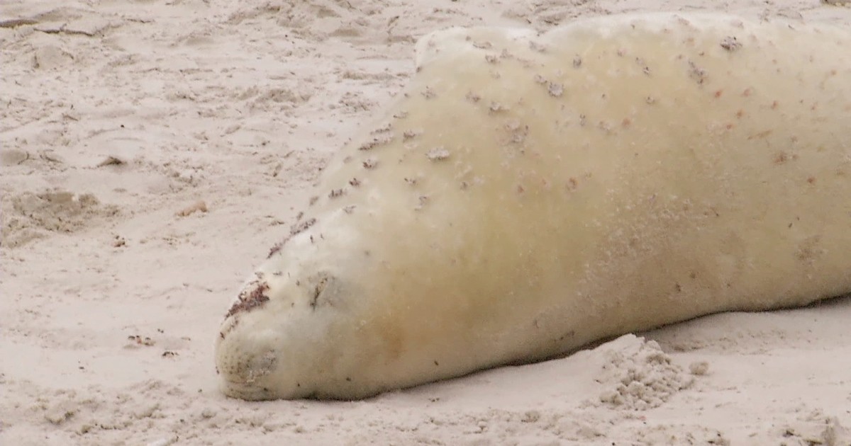 Animal marinho albino é encontrado em praia de Cabo Frio, no RJ - Globo.com