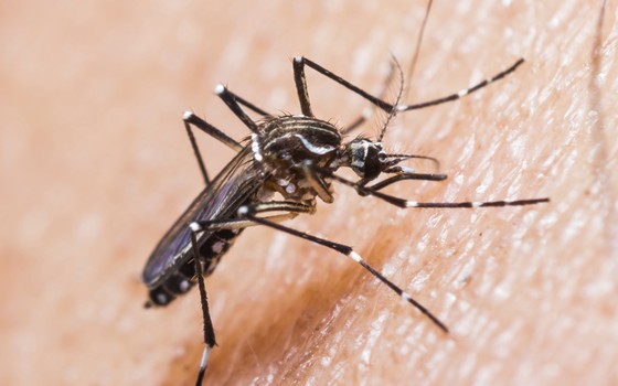 O mosquito Aedes aegypti, causador da dengue e do Zika vírus. Exército deve começar a produzir repelente para grávidas (Foto: Thinkstock)