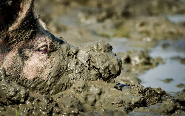 Segundo entidade, local é perfeito para os porcos se refrescarem nos dias quentes de verão. (Foto: Koen van Weel/AFP)