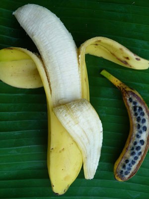 Comparação entre uma banana sem sementes com uma banana selvagem ilustra vantagens da evolução agrícola (Foto: Angélique D'Hont)