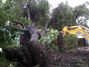 Vento forte derrubou árvore em cima de uma casa em Charqueadas (Foto: Vanessa Felippe/RBS TV)