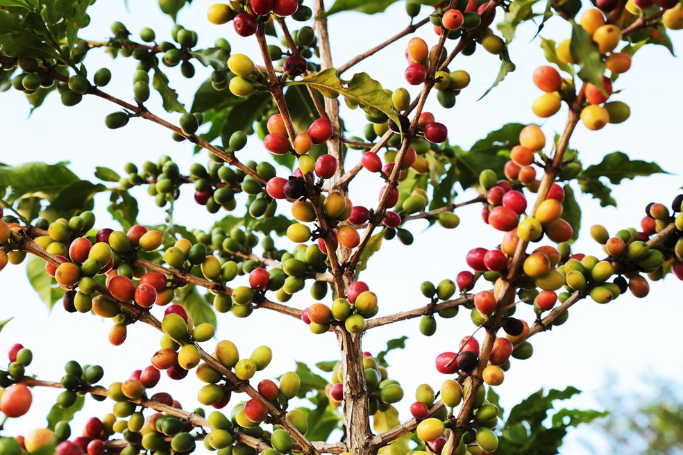 Café arábica tem mais cromossomos do que o conilon (Foto: Viola Júnior)