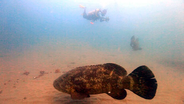 Mero , espécie de peixe mede 3 metros e tem até 400 kg (Foto: Reprodução / EPTV)