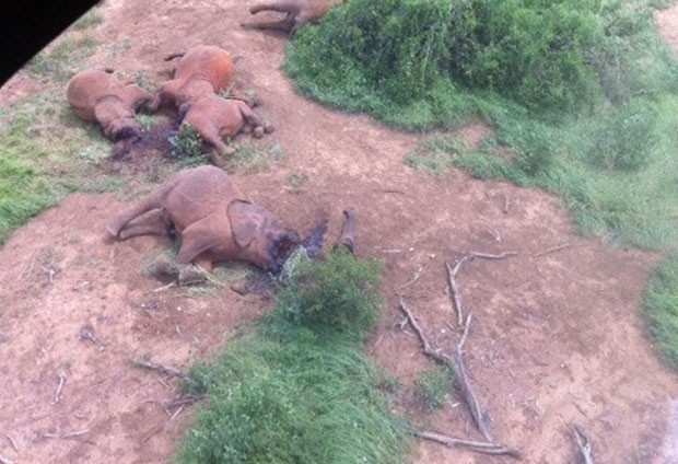 Parte de família de elefantes encontrada morta por guardas florestais do Quênia no último fim de semana (Foto: Reprodução/Voice of America/Serviço para a Vida Selvagem do Quênia)