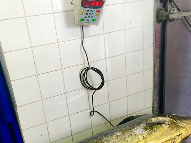 Balança aponta o peso do dourado pescado. (Foto: Arquivo Pessoal)