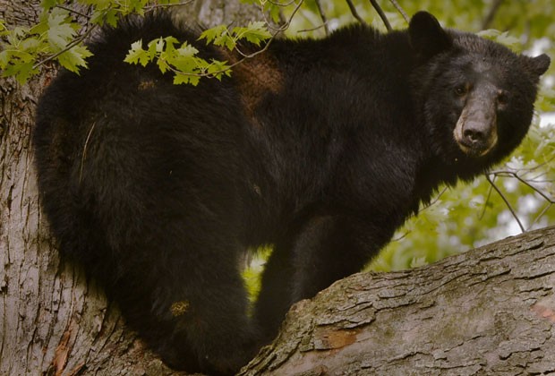 Urso passou quase quatro horas em cima da árvore (Foto: AP Photo/The Daily Gazette, Peter R. Barber)
