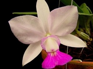 Feira de orquídeas, Goiânia, Goiás (Foto: Divulgação)