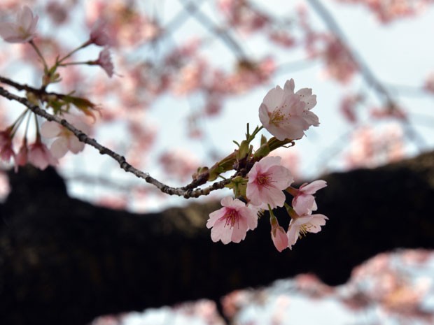 Flores de cerejeira em Tóquio, no Japão (Foto: Yoshikazu Tsuno/AFP Photo)
