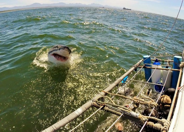 Grande tubarão branco parecia avançar contra gaiola de turistas (Foto: Reprodução/Facebook/White Shark Africa)