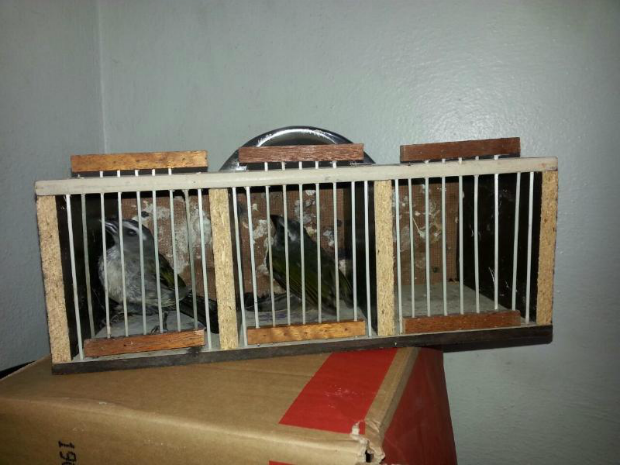 Animais eram transportados em pequenas gaiolas (Foto: Divulgação/Polícia Rodoviária de Capão Bonito)