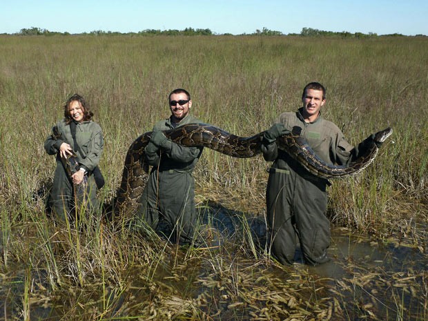 Cobra píton-birmanesa capturada em 2009 no Parque Everglades, na Flórida. A serpente tinha cerca de 5 metros de comprimento. (Foto: University of Florida, Michael R. Rochford/AP)