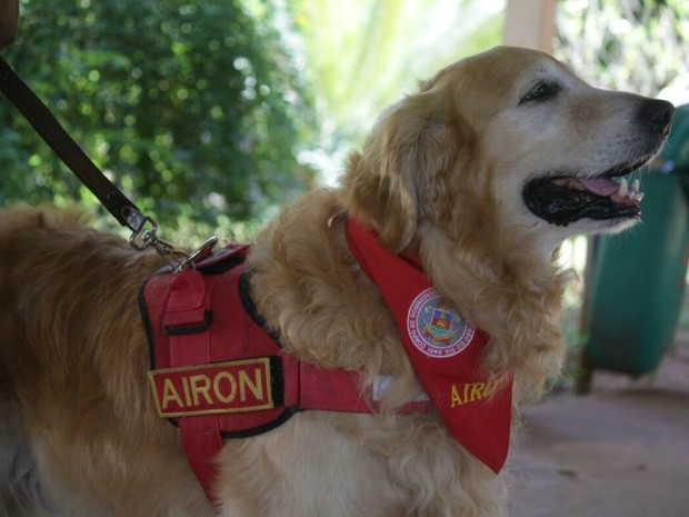 Cães são usados em terapia pelo Corpo de Bombeiros (Foto: Corpo de Bombeiros/ Divulgação) Cães são usados em terapia pelo Corpo de Bombeiros (Foto: Corpo de Bombeiros/ Divulgação)