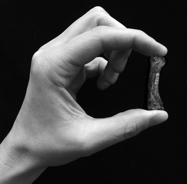   Uma mo segura um metacarpo de polegar de um Australopithecus africanus de 2 a 3 milhes de anos (Foto:  T.L. Kivell e M. Skinner)