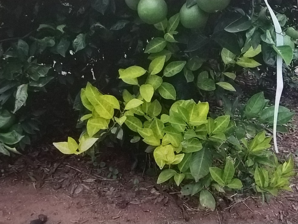 Amarelecimento das folhas pode ser sinal de greening (Foto: Luiz Otávio dos Santos Arantes/Reprodução)