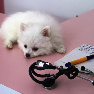 Cachorro no veterinário (Foto: Getty Images)
