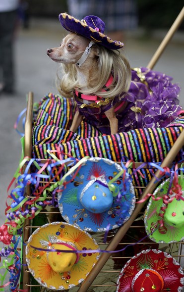 Cachorros participam de desfile em San Antonio, nos EUA, como parte das comemorações da cidade