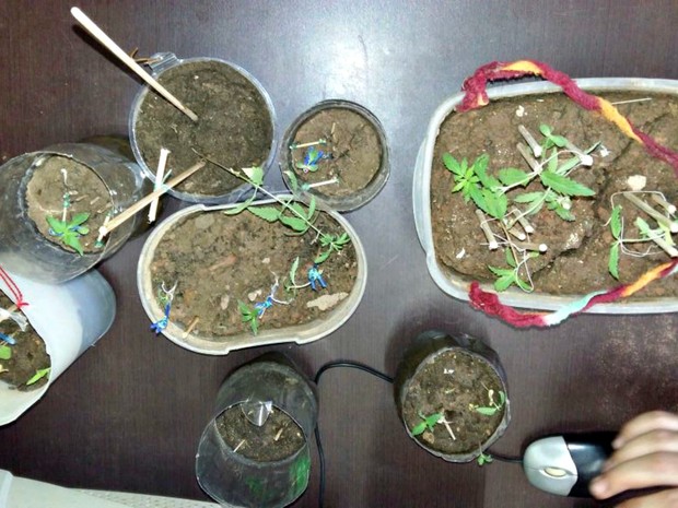 Preso assumiu ser o proprietário das plantas, diz polícia (Foto: Arquivo pessoal)
