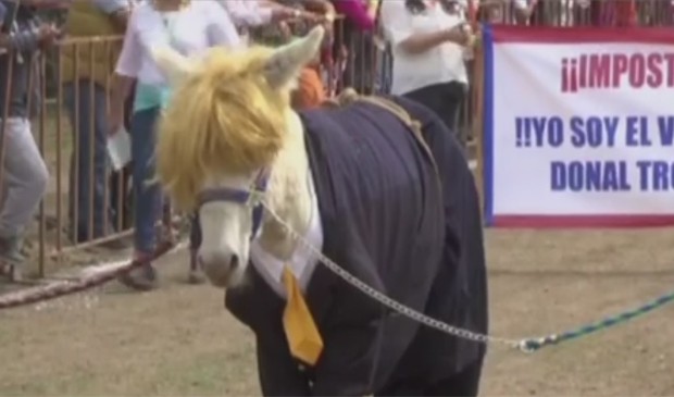 Burros são fantasiados de Donald Trump em evento no México (Foto: MSNBC)