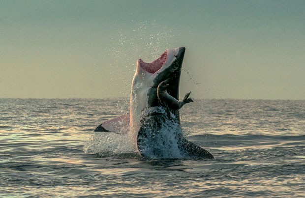 Foca escapou de ataque impressionante de tubarão branco na África do Sul (Foto: Sergio Ricardo/Caters/Grosby Group)