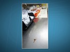 Servidores matam escorpião em ala do Hospital de Base de Brasília