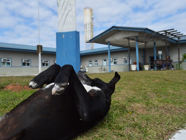 Funcionários se revezam para dar banho no cão uma vez por semana (Foto: Luiz Souza/RBS TV)