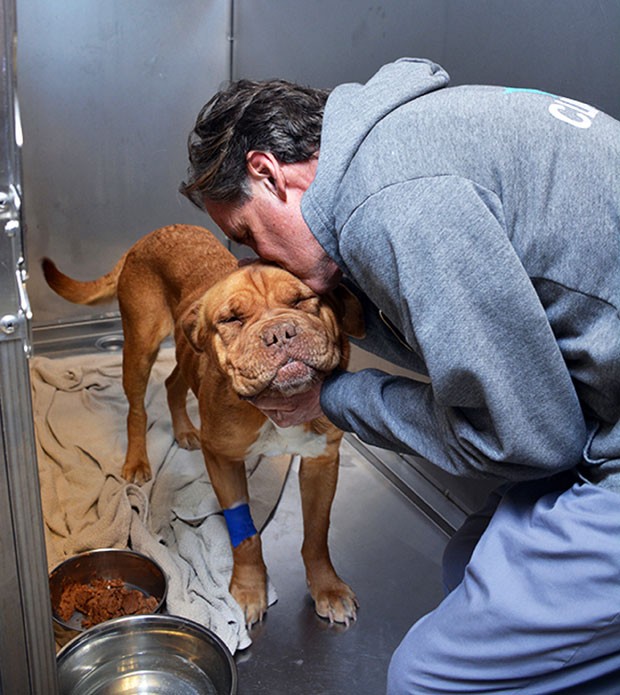 Cão passou por cirurgia após devorar ursinho polar de pelúcia (Foto: Ben Swan/The Santa Fe Animal Shelter/AP)