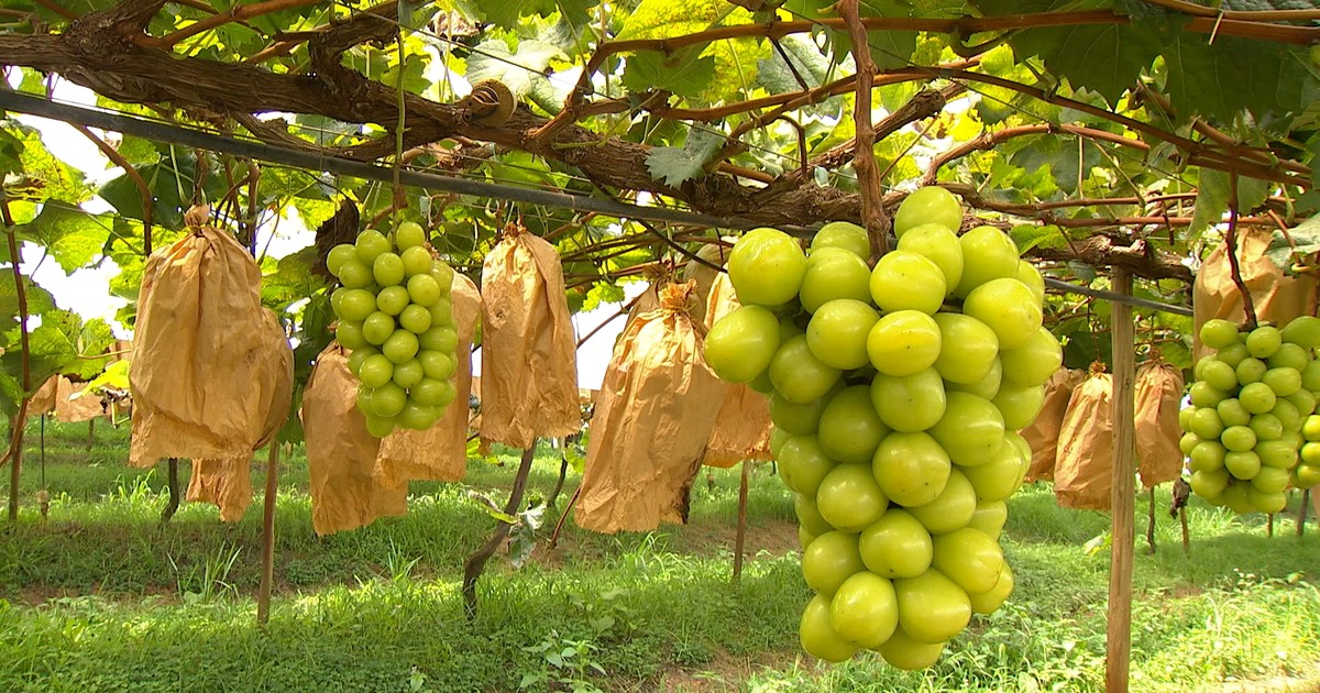 G1 - ‘Pilar Moscato’ é a nova variedade de uva na região de Sorocaba