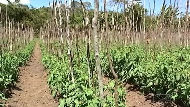 Mirante Rural: confira os destaques do campo maranhense (Foto: Reprodução/TV Mirante)