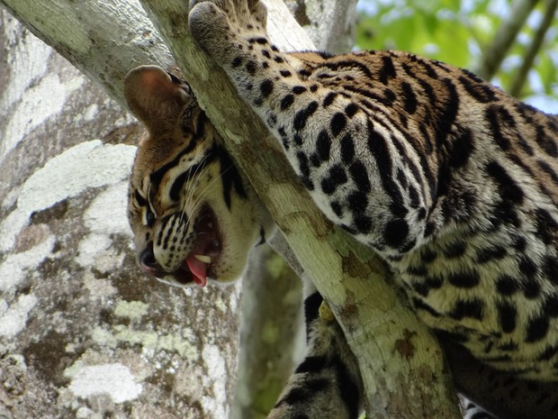 Jaguatirica está em um ipê de cerca de 25 metros (Fot Émerson Motta/RondoniaVip)