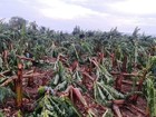 Chuva de granizo destrói plantações e causa prejuízo de R$ 15 mi em SP