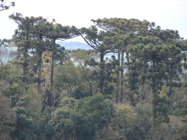 Visitantes poderão fazer trilhas no Parque das Araucárias  (Foto: Eduardo Mussatto)