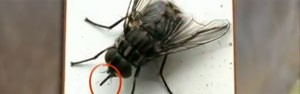 Mosca com 'tromba' preocupa pecuaristas (Reprodução/TV Globo) Mosca com 'tromba' preocupa pecuaristas (Reprodução/TV Globo)