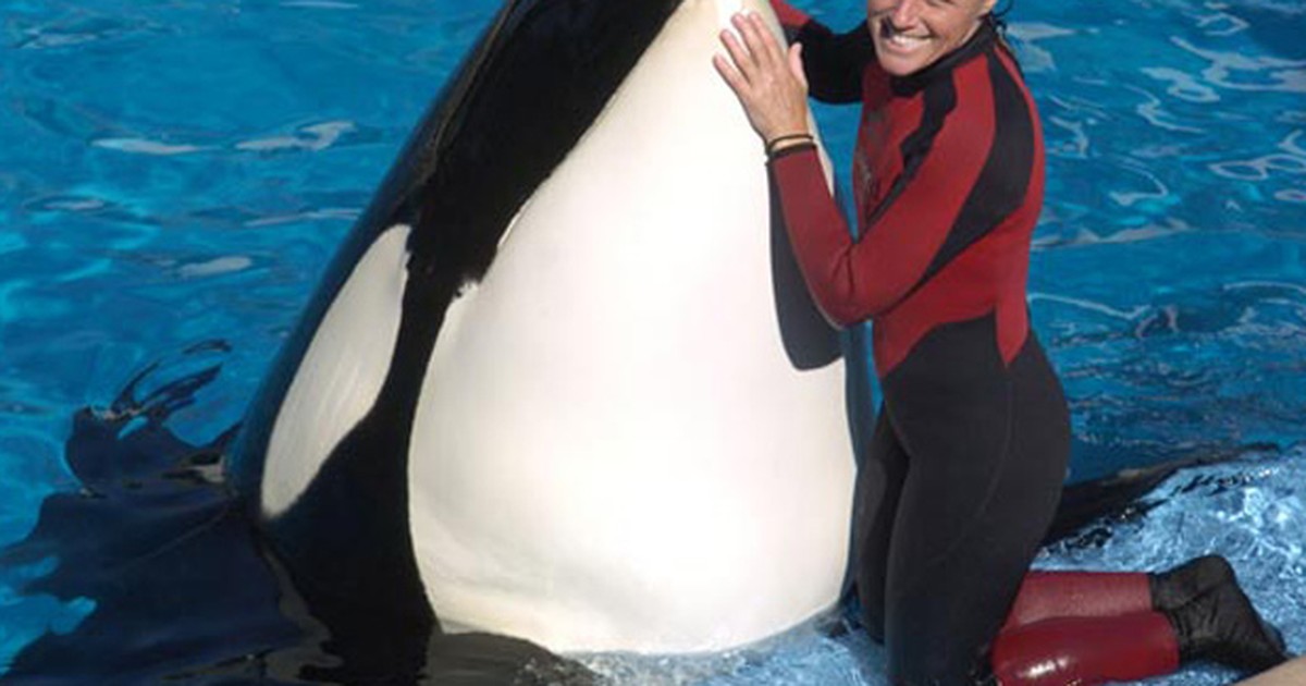 G1 - Orca que matou treinadora em parque da Flórida volta aos shows ...