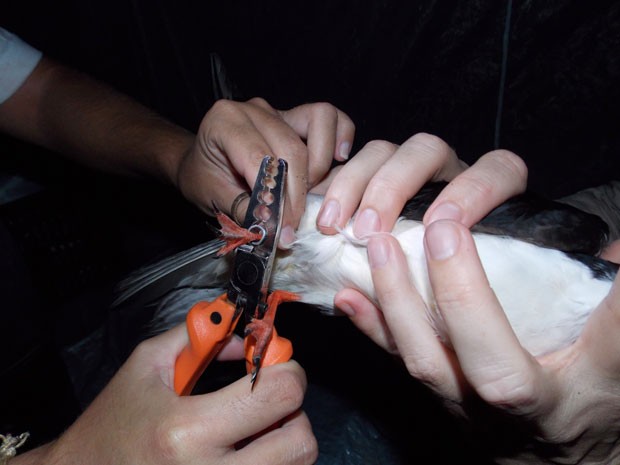Pesquisadores colocam anilha em exemplar de corta-água. Migração de pássaros será investigada (Foto: Divulgação/Maria Cecília Gomes)
