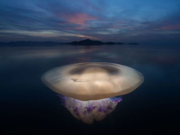 Wildlife Photographer of the Year (Foto: BBC/Angel Fitor)