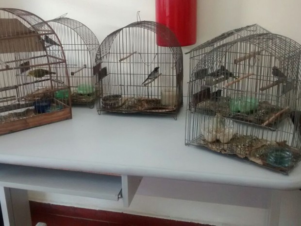 Aves silvestres estavam na casa no bairro Turma 26, em Cachoeira Paulista.  (Foto: Divulgação/Polícia Ambiental)