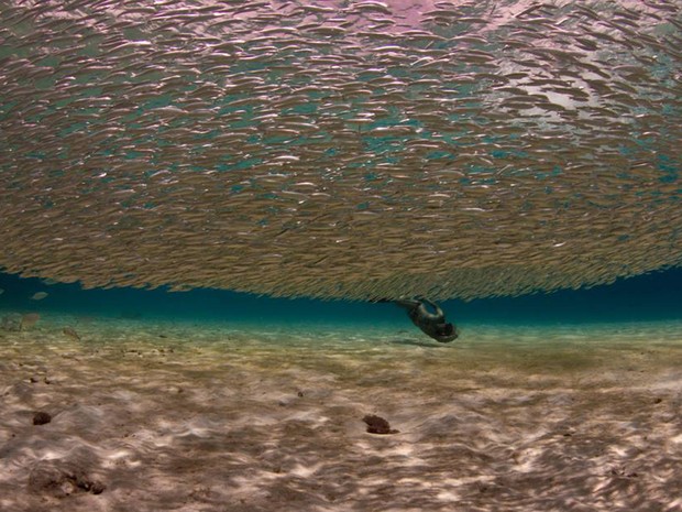 Clécio, que é fotógrafo especializado em imagens sub-aquáticas, passou 12 dias na ilha. (Foto: Clécio Mayrink / VC no G1)