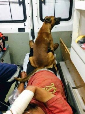Cachorro acompanhou morador de rua dentro de ambulância (Foto: Reprodução Facebook/Alpa)