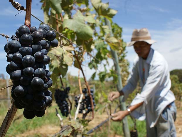 Funcionário cuida de vinhedo em Cocalzinho de Goiás, município goiano a 130 km de Brasília (Foto: Vianney Bentes/G1)