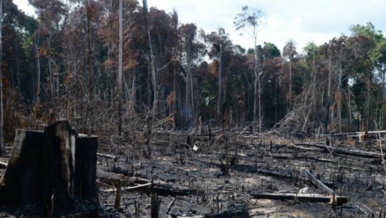 desmatamento-amazônia-legal-sustentabilidade (Foto: Reprodução/AgênciaBrasil)