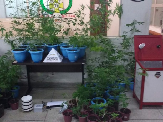 Pés de maconha apreendidos em Uberlândia (Foto: Polícia Militar/Divulgação)