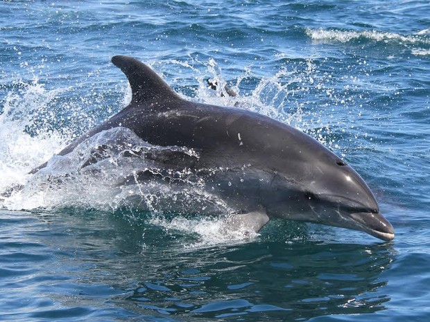 Golfinhos da espécie &#39;nariz-de-garrafa&#39; foram vistos na orla da Zona Sul na manhã desta segunda-feira (31). (Foto: Alexandre Azevedo / MAQUA/UERJ / Divulgação)