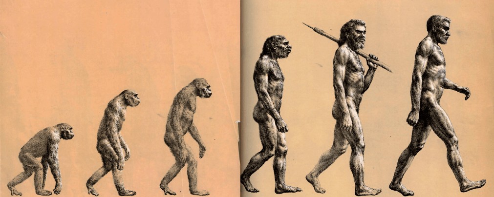 Por que a imagem mais famosa da evolução humana está errada (Foto: Wikimedia Commons/Rudolph Zallinger)