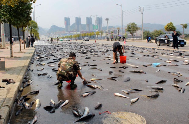 Milhares de peixes caíram de caminhão em rua de Kaili (Foto: Reuters)