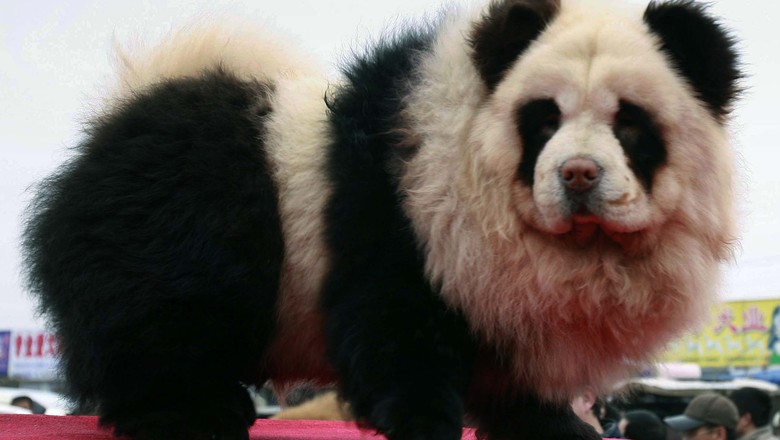 Café na China pinta cachorros como se fossem pandas e recebe críticas por  maus tratos, Mundo