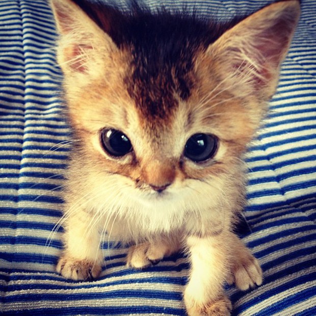 Wasabi-chan, a gatinha sensação da internet japonesa (Foto: Reprodução/Instagram)