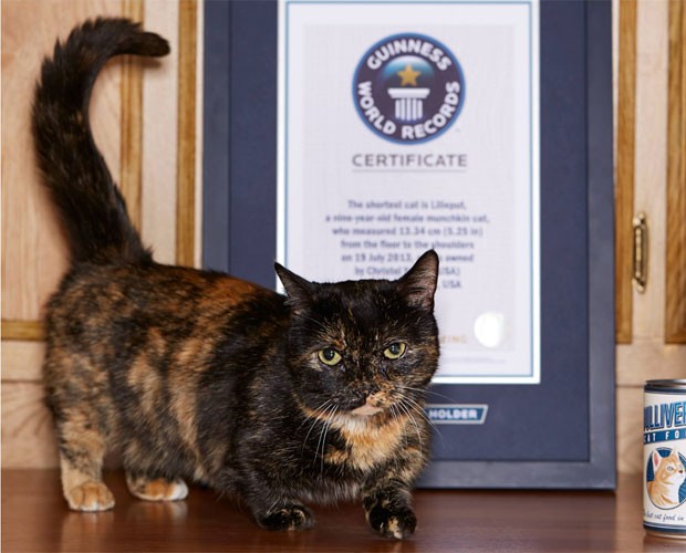 Lilieput foi reconhecida pelo livro dos recordes como o menor gato do mundo (Foto: Reprodução/Facebook/Guinness)